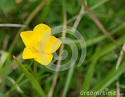 Bulbous Buttercup â€“ Ranunculus bulbosus Stock Photo